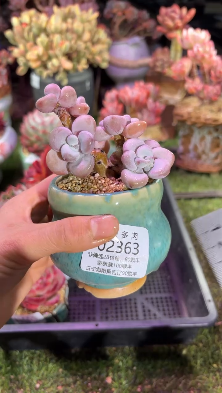 【闪购商品】02363