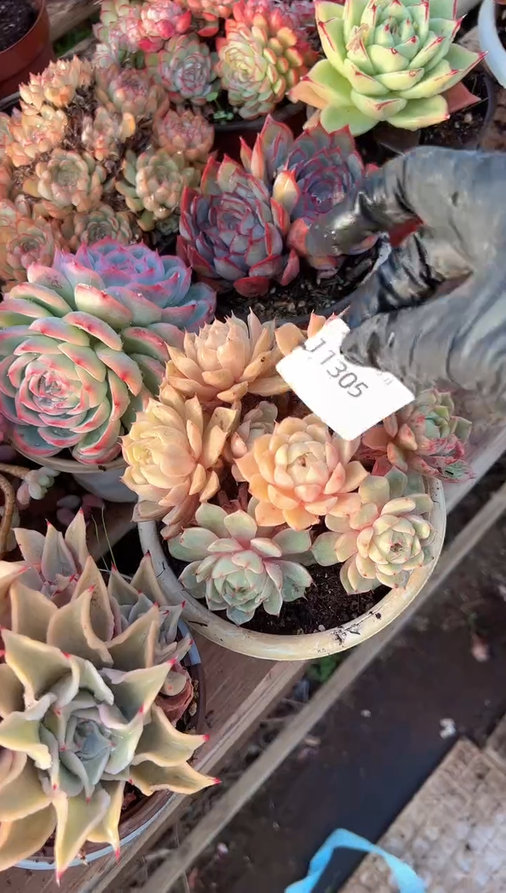 轩*贝多肉植物一物一拍11305