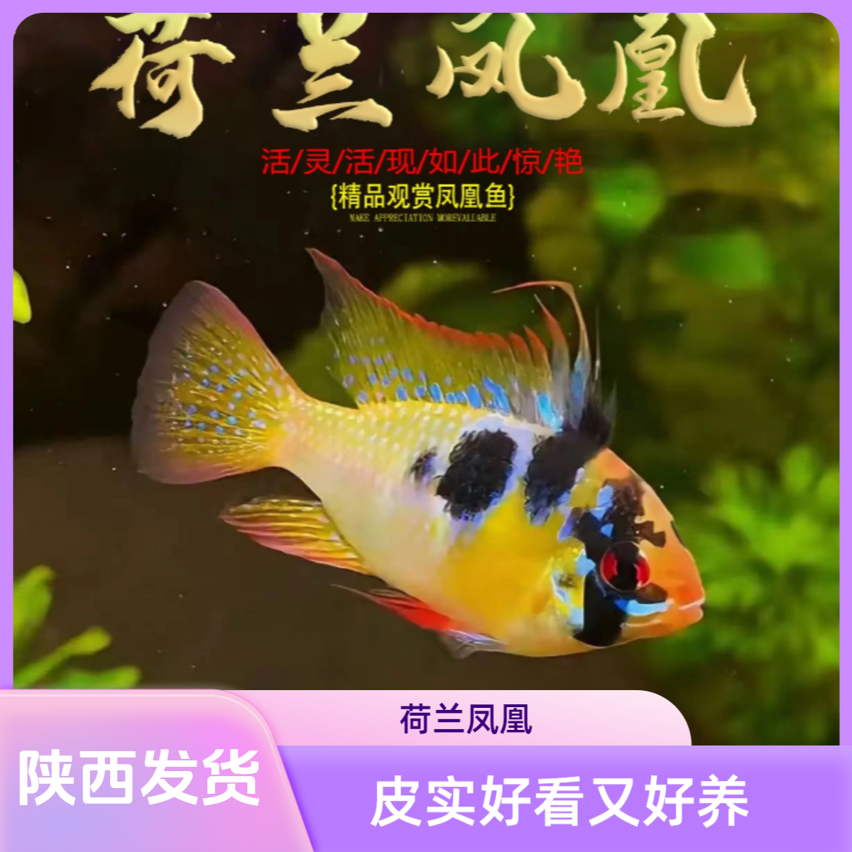 陕西发货包邮包路损德系荷兰凤凰短鲷热带淡水小型观赏鱼活体