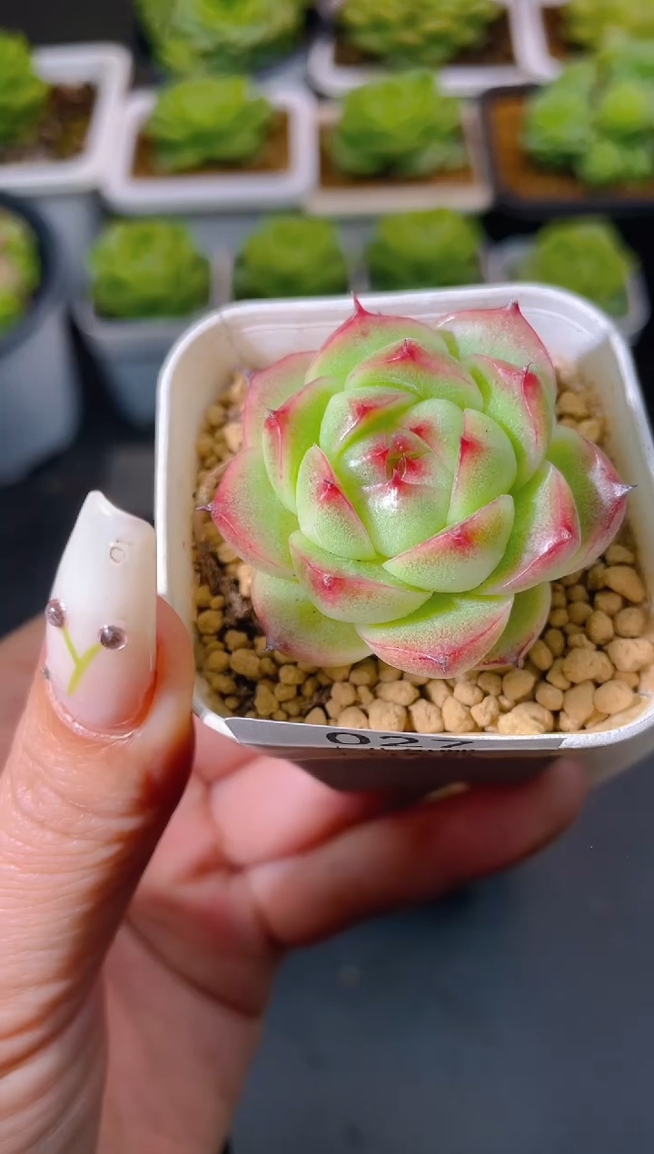 027秘密花园量拍发一颗