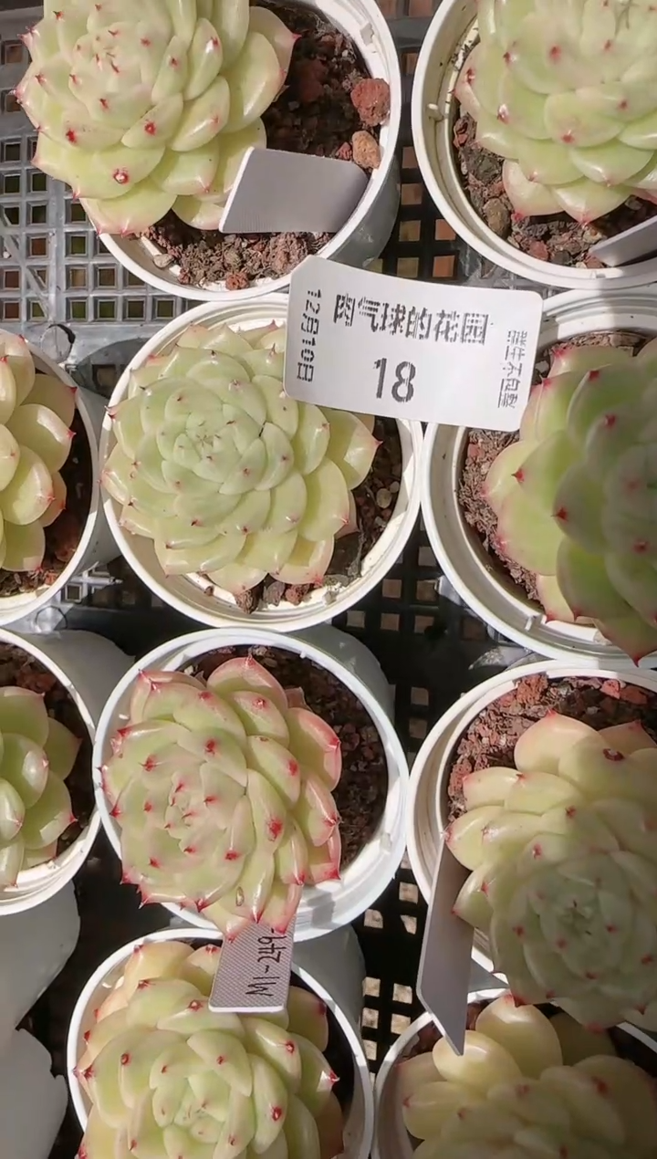 1210-18m1-249-1多肉量拍任意发其中一颗群生不包整