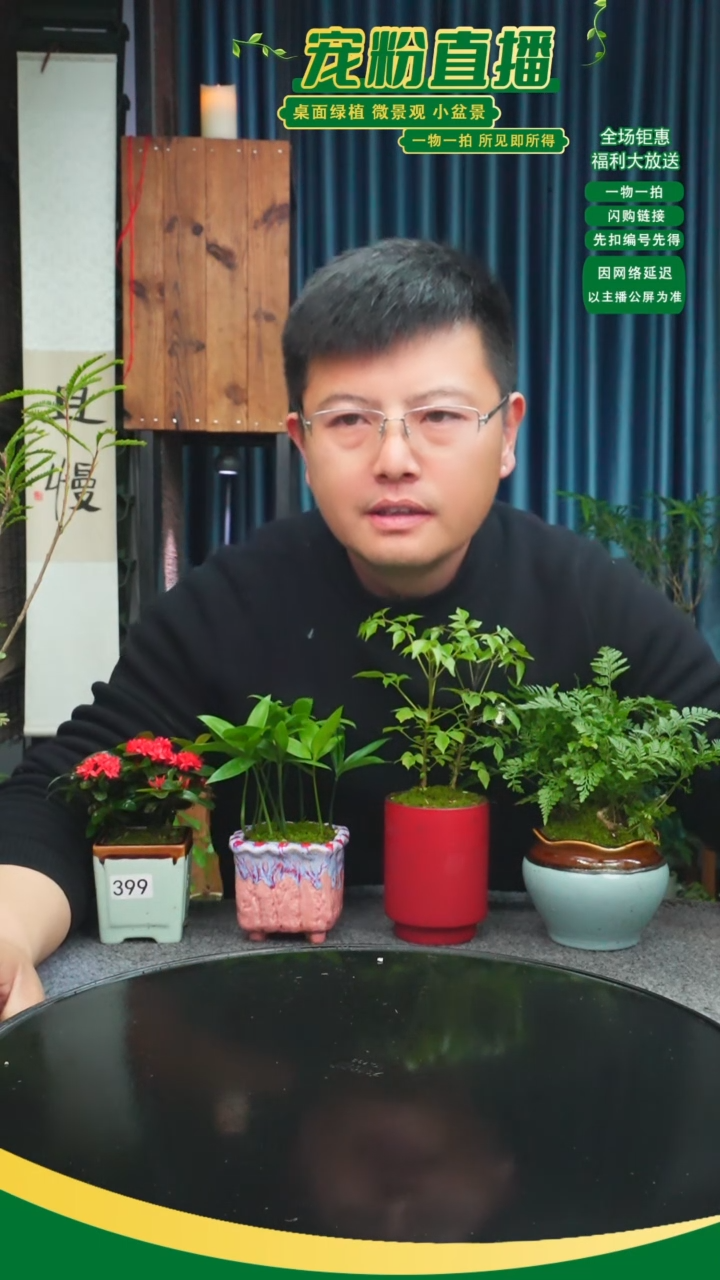 无花朵大***?苔藓微景观399号