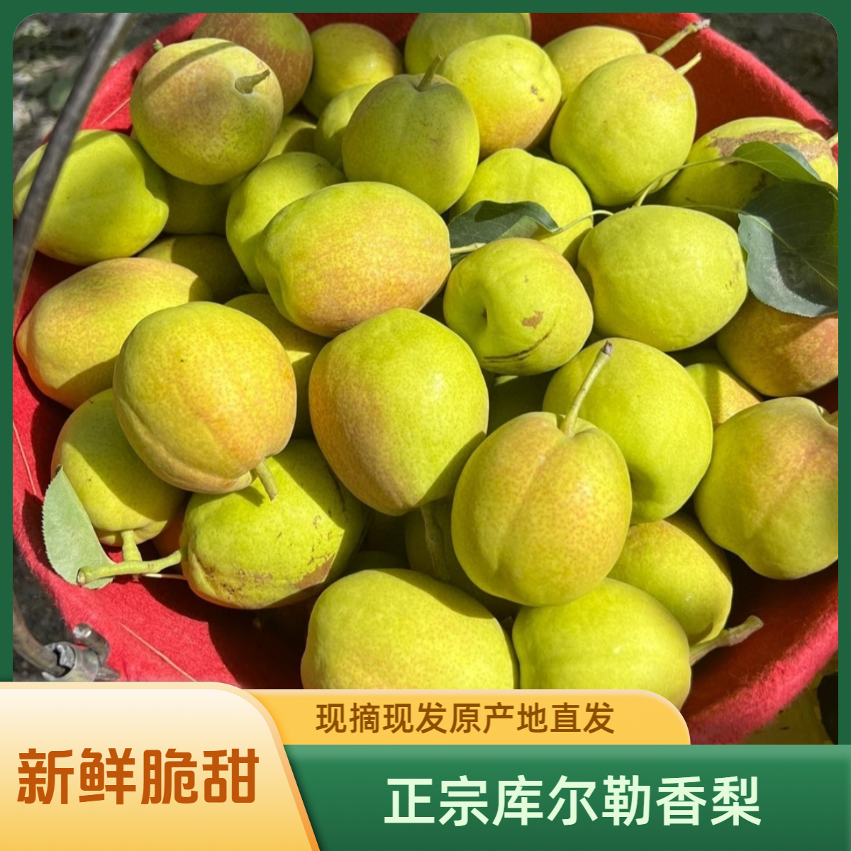 正宗新疆库尔勒现摘香梨孕妇儿童当季新鲜水果整箱包邮原产地直发