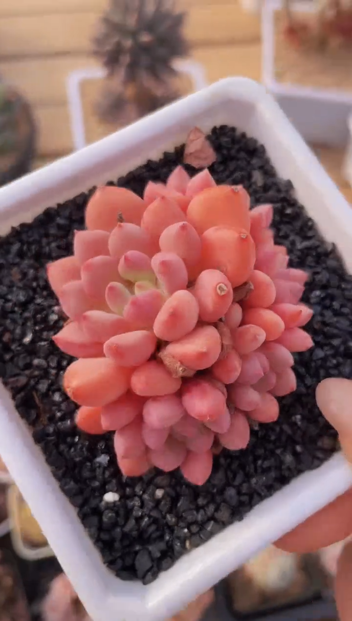 【闪购商品】127珊瑚珠多肉