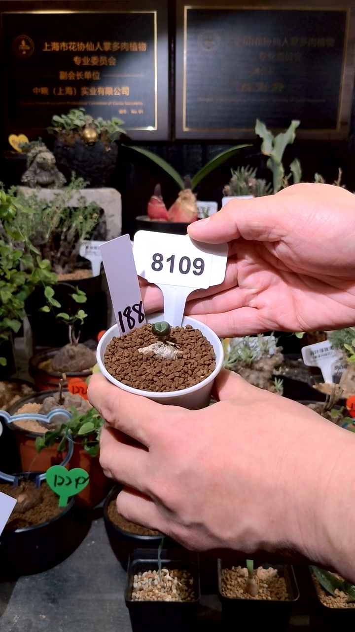 8109号1224福利植物 欧宝