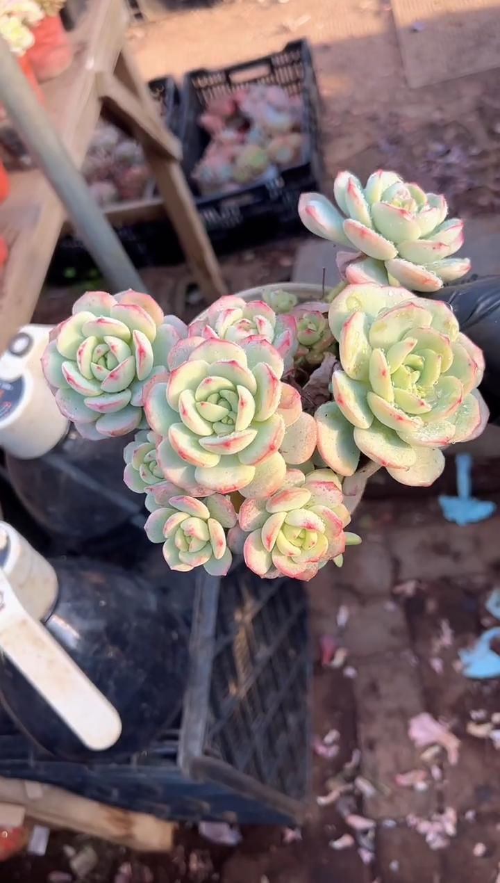 阿****蝶多肉植物一物一拍04295