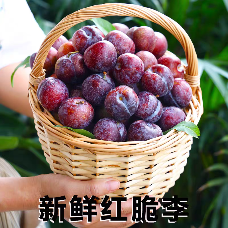 【次日达】云南高山青红脆李 李子 净重3斤 包邮李子同城送云南省