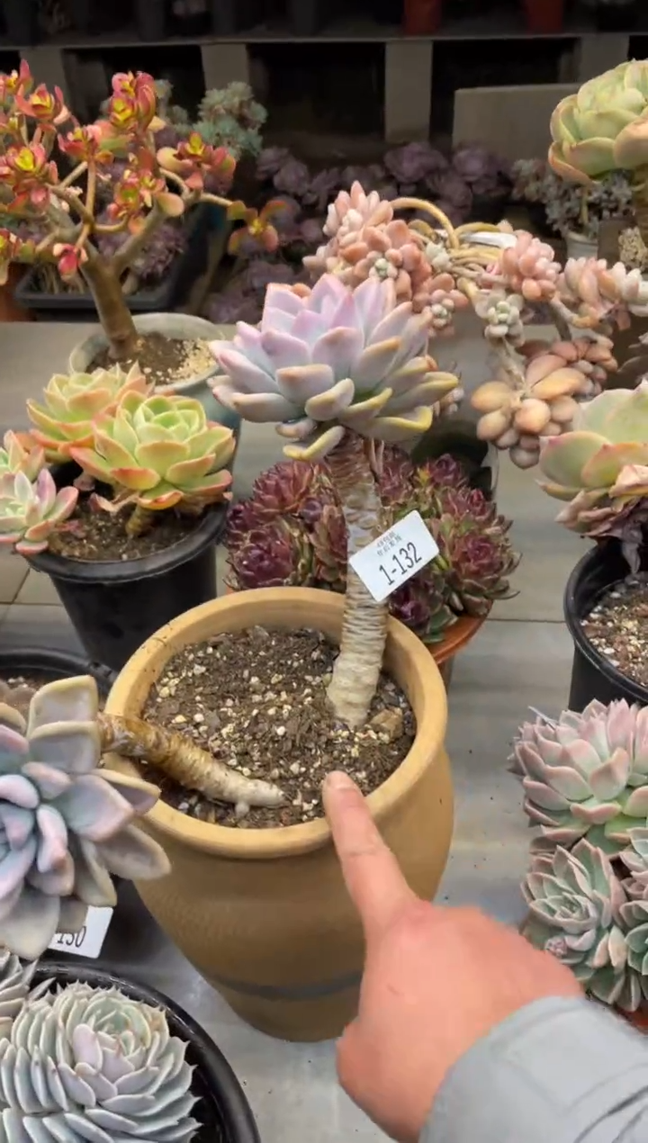 【闪购商品】132奥普