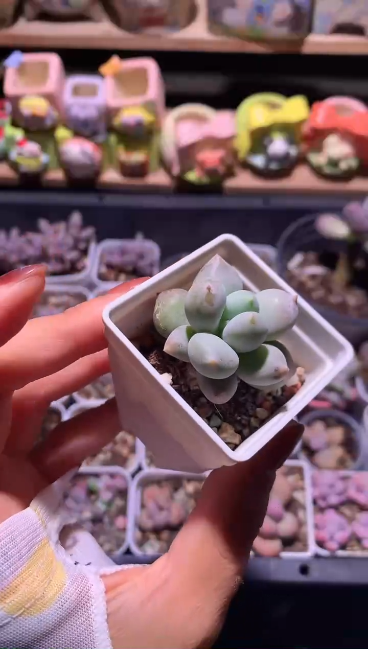 团**奶哥特萝莉胖体哈哈