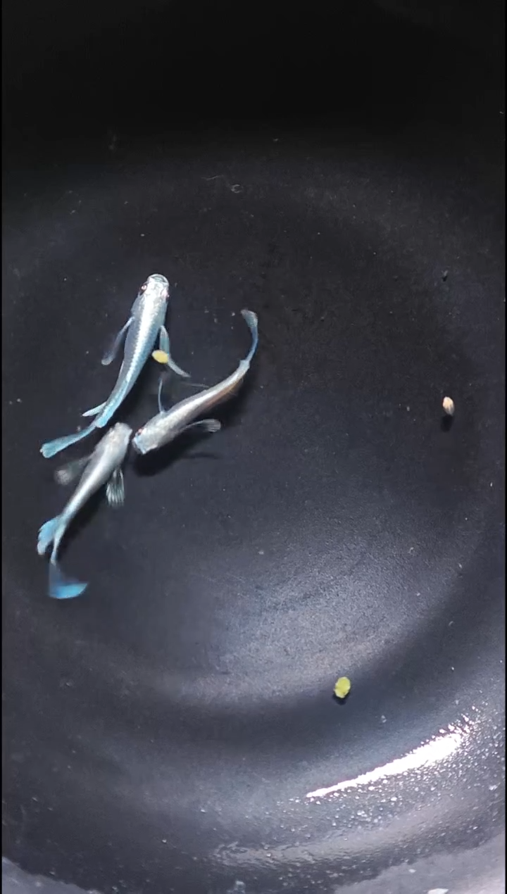 青鳉鱼观背青鳉004