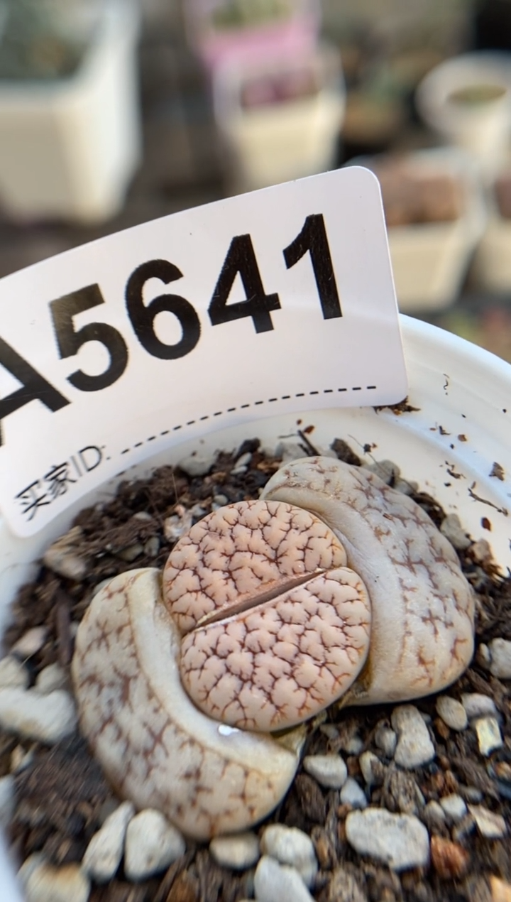 【闪购商品】5641直播一物一拍