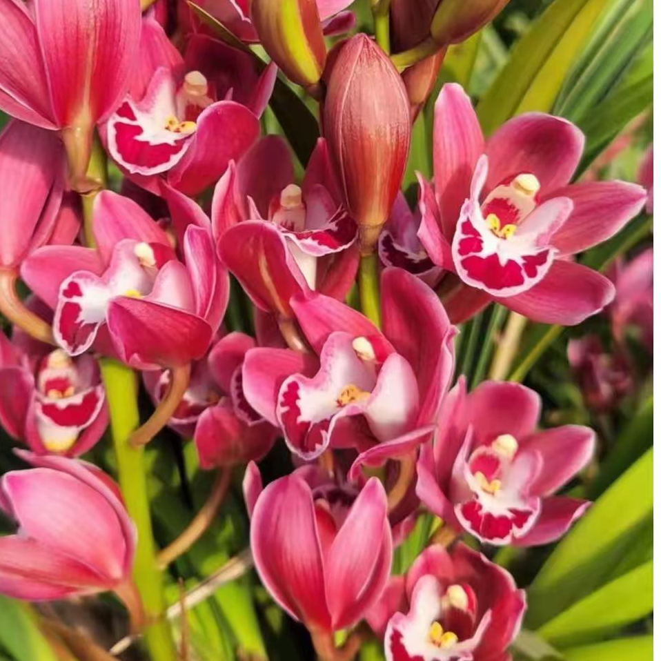 红宝石兰花盆栽带花剑花苞清香型好养活室内观赏绿植