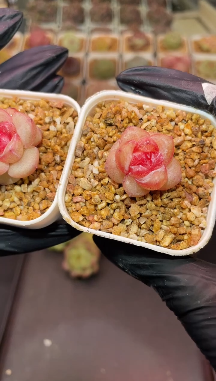 闪购344 新品多肉一颗 