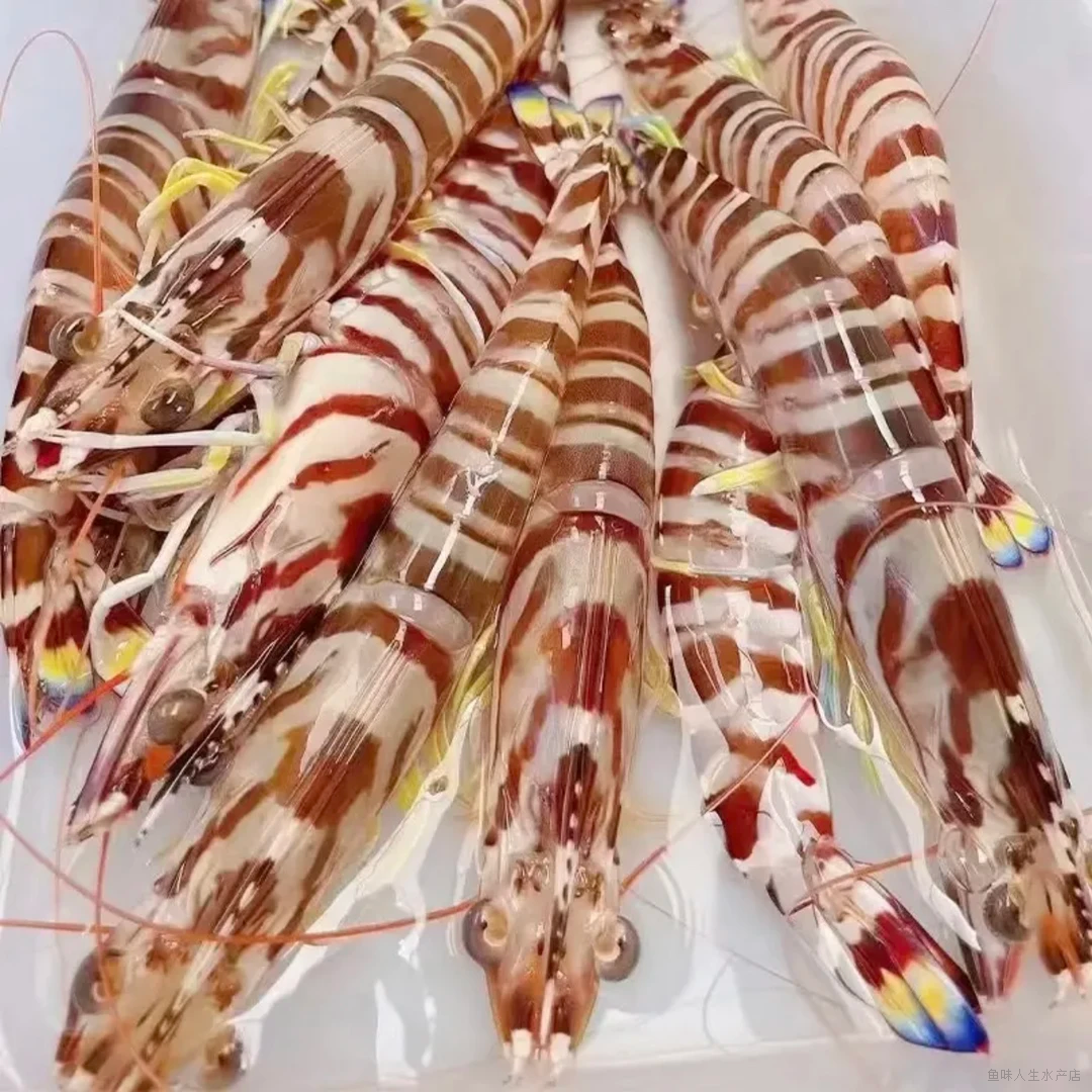 野生斑节虾 海捕花虾 极速锁鲜发货 全国顺丰冷链包邮 13-15条/斤