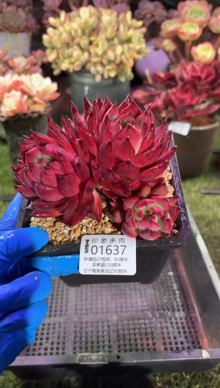 【闪购商品】01637