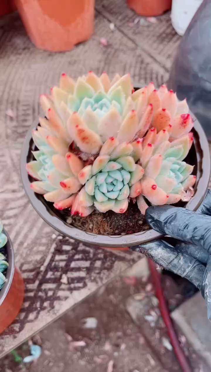 寻*跃跃精品多肉23020