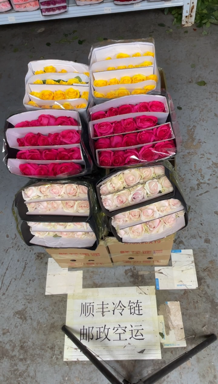 佛洛依德20枝+粉红20枝+金枝20枝