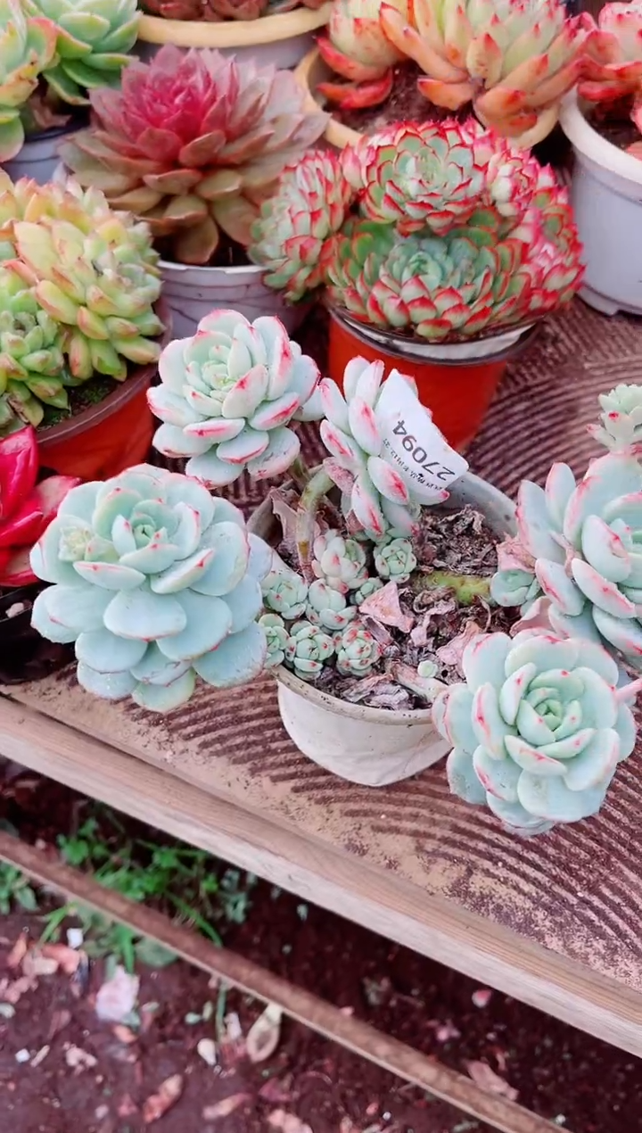 锦**7跃跃精品多肉27094