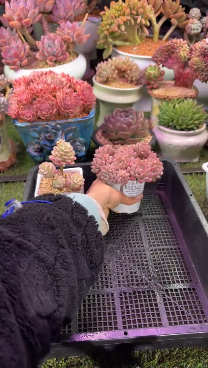 【闪购商品】09342