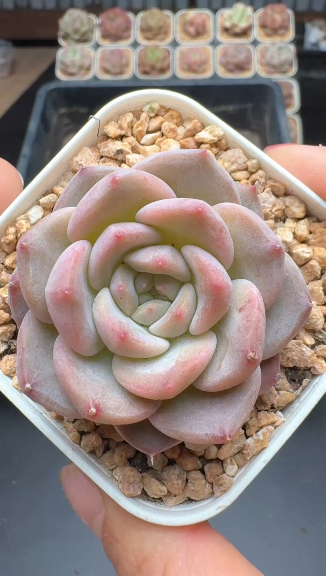 【闪购商品】471A号一物一拍多肉花卉植物拍3颗起发