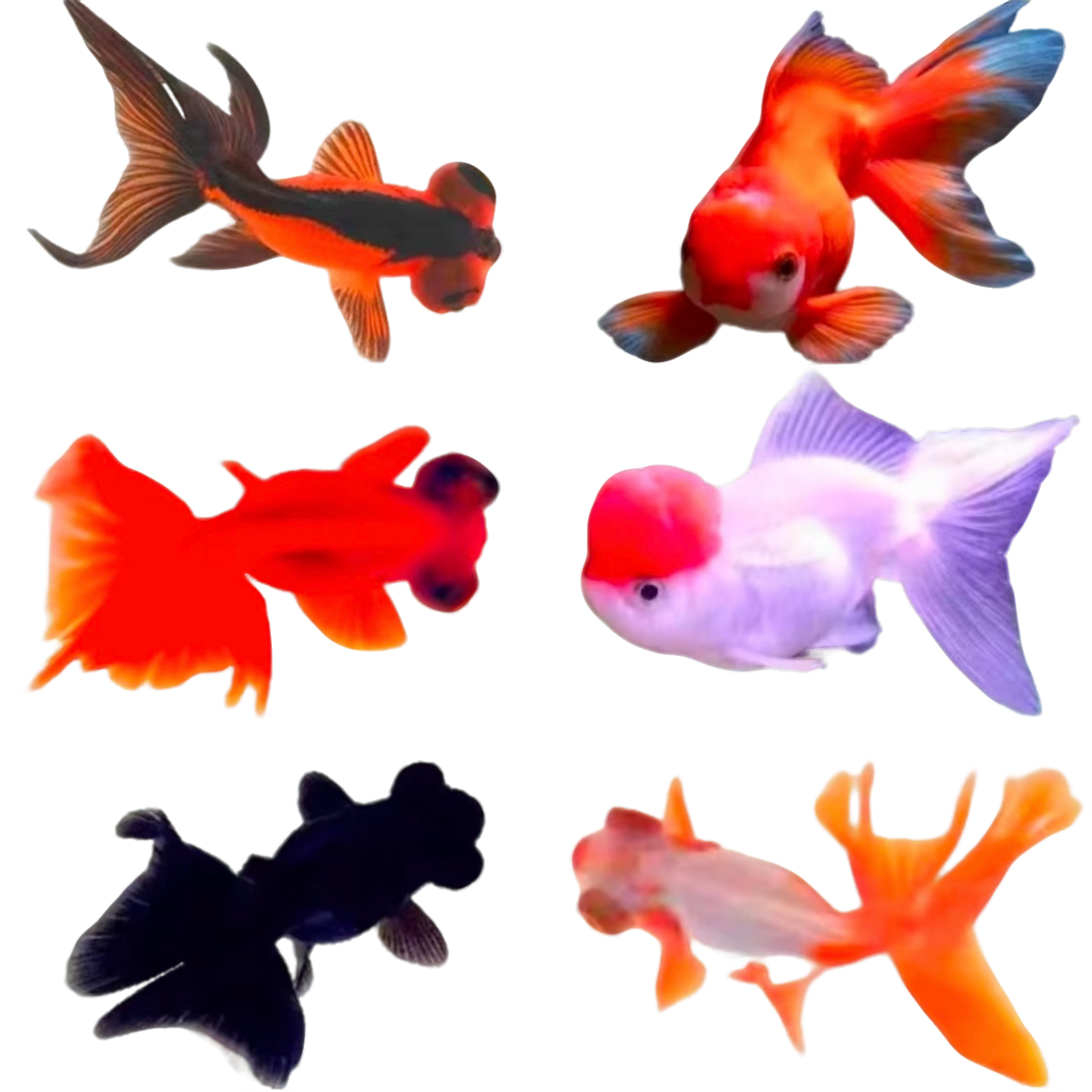 小金鱼观赏鱼活体淡水鱼北方好养耐活冷水鱼苗