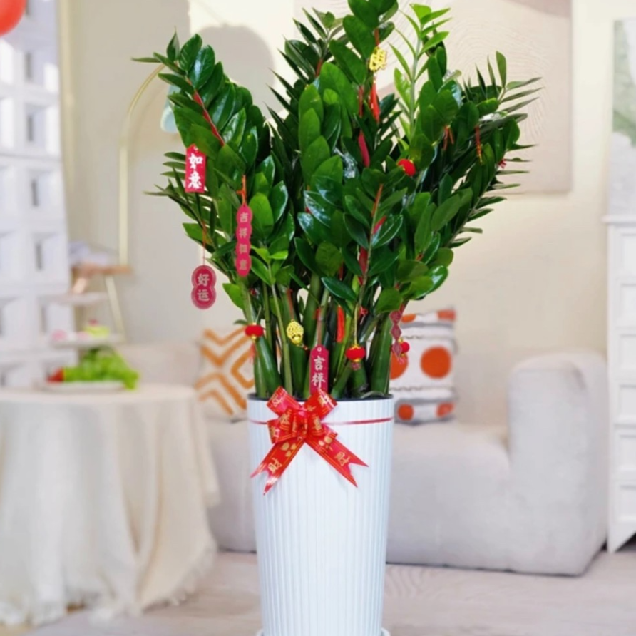 超值！带白盆1.1-1.3米大型金钱树绿植盆栽室内客厅净化空气发财树