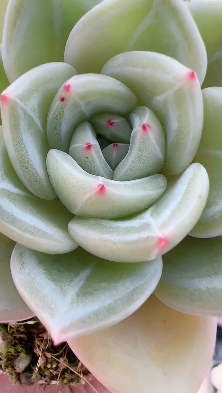 【闪购商品】香杂-10