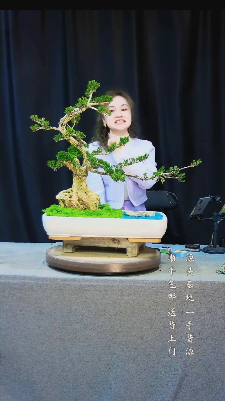 【闪购商品】雀舌黄杨盆景高端黄杨盆景