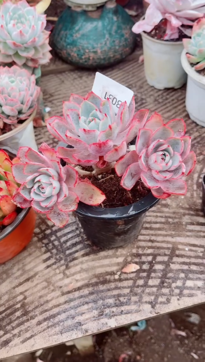 葛****砂跃跃精品多肉23031