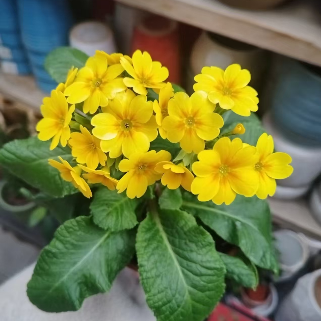 高杆报春花耐寒多年生