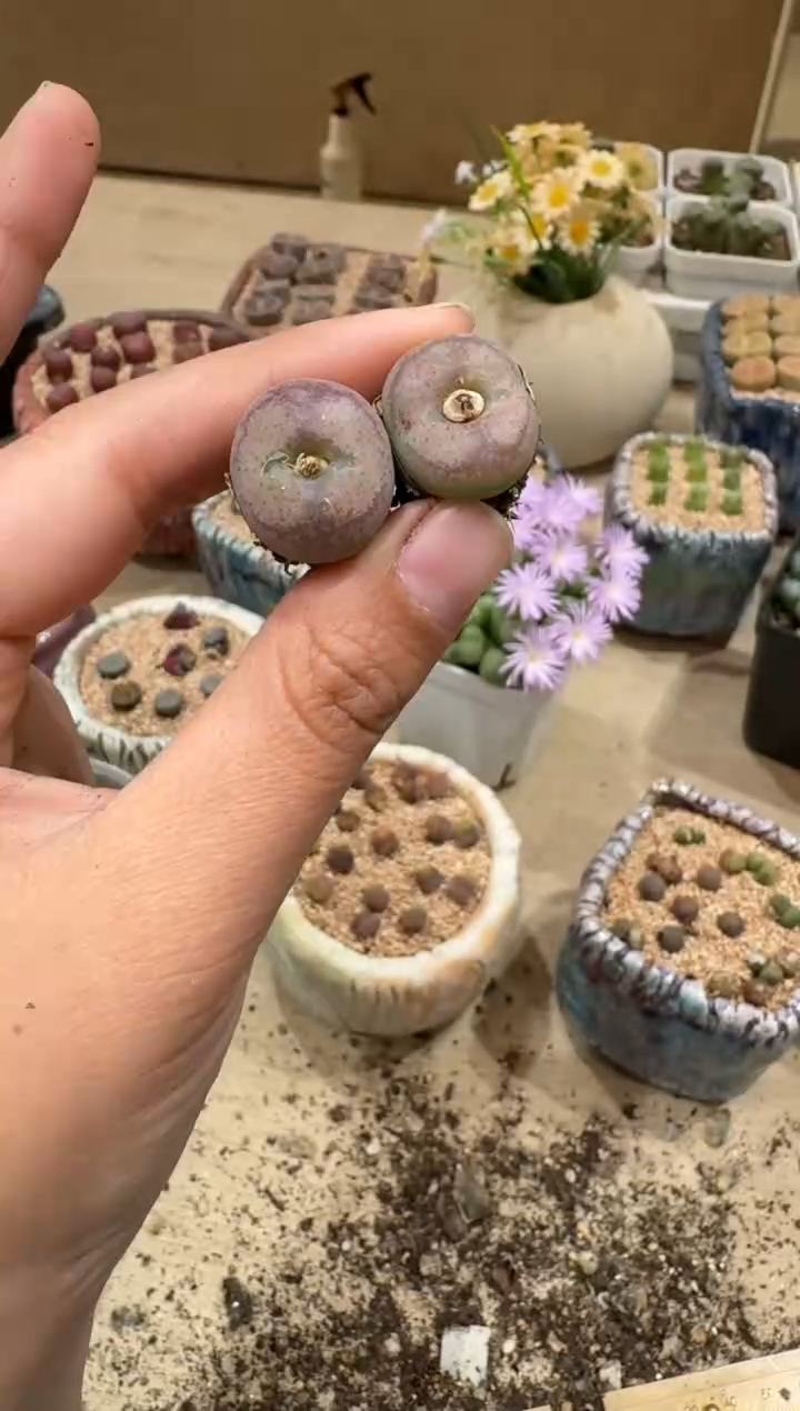 9-149多肉植物肉锥