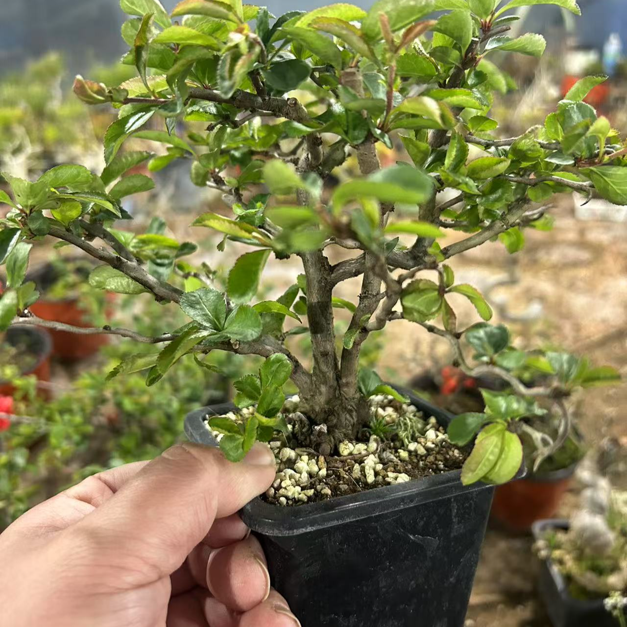 原生红云竜海棠小盆景