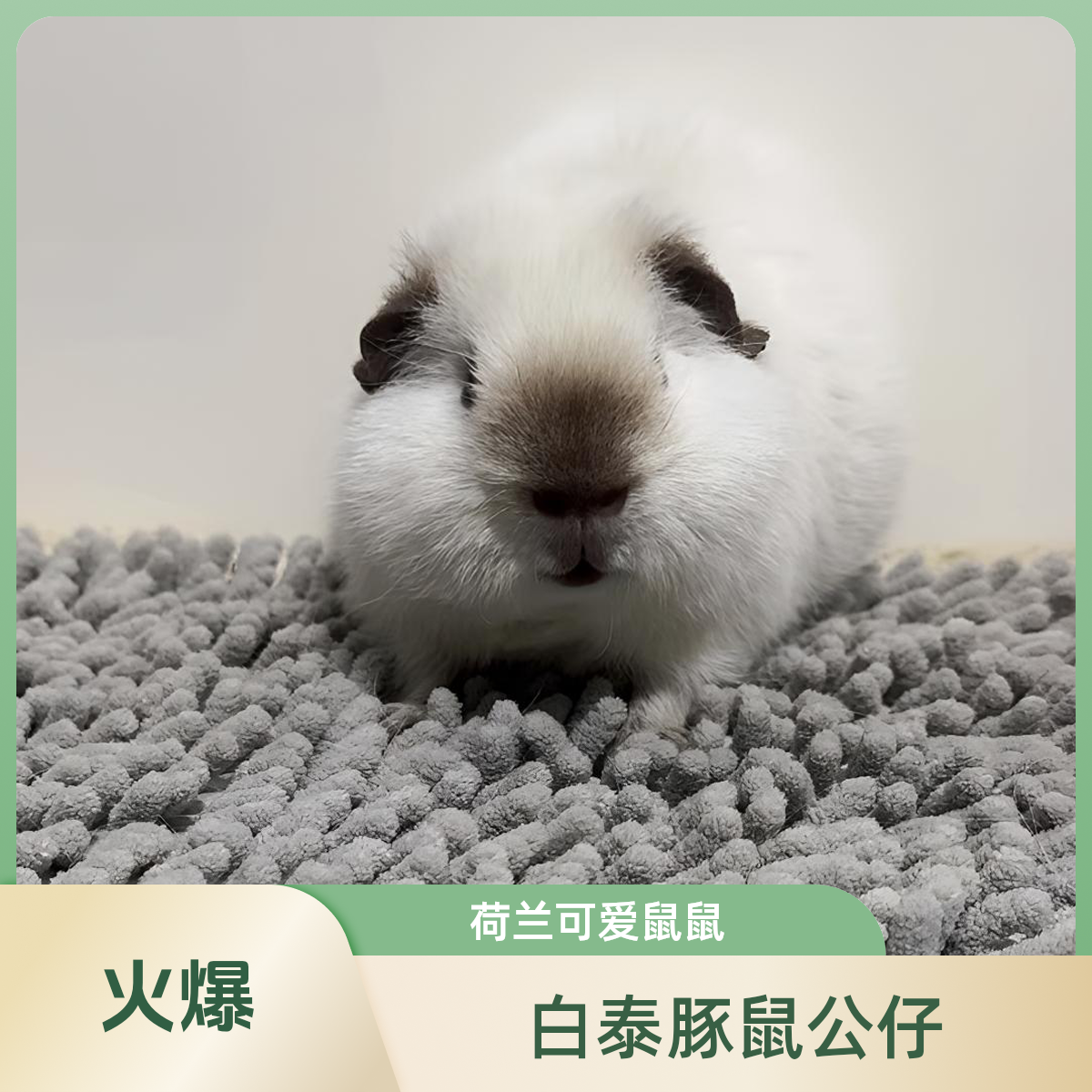 白泰加荷兰猪豚鼠弟弟咖重点八黑无暇京东包邮