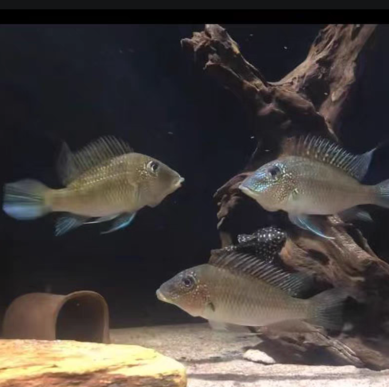 蓝颊马面关刀  小型热带南美精品灯科鱼淡水鱼 好养易活