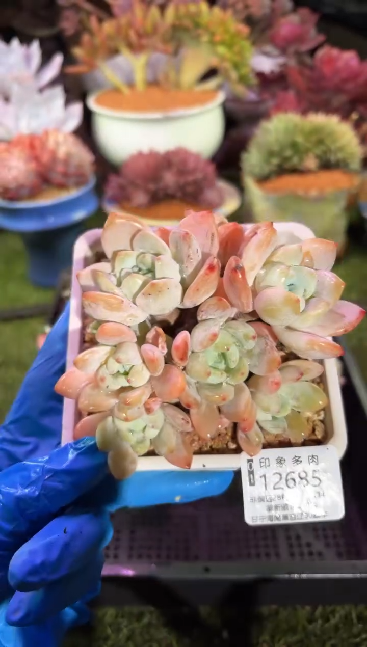 【闪购商品】12685