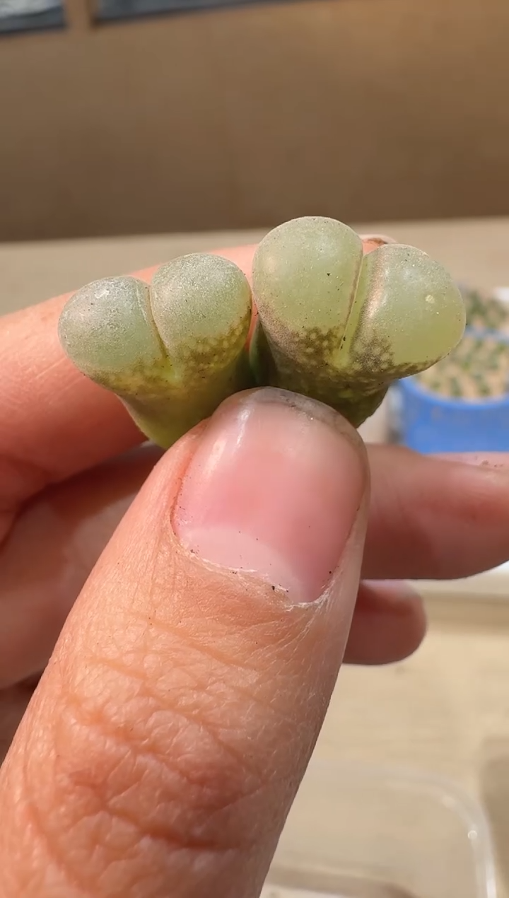 24-2多肉植物肉锥