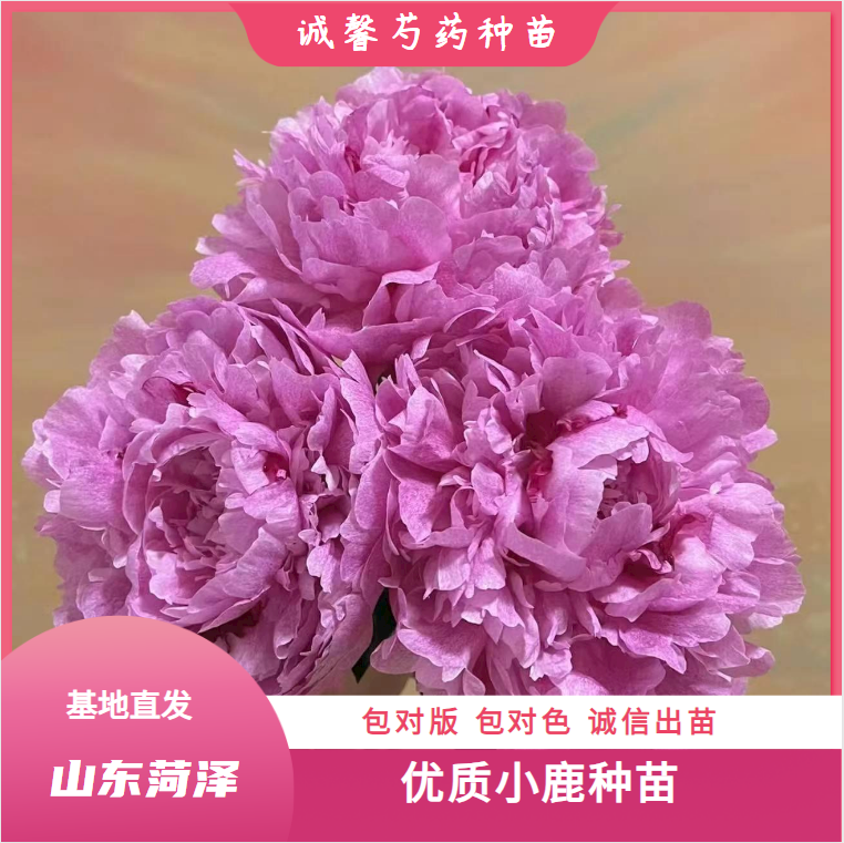 【小 鹿  - 种 苗】 山东菏泽诚馨种苗基地  保对版对色   源头直发