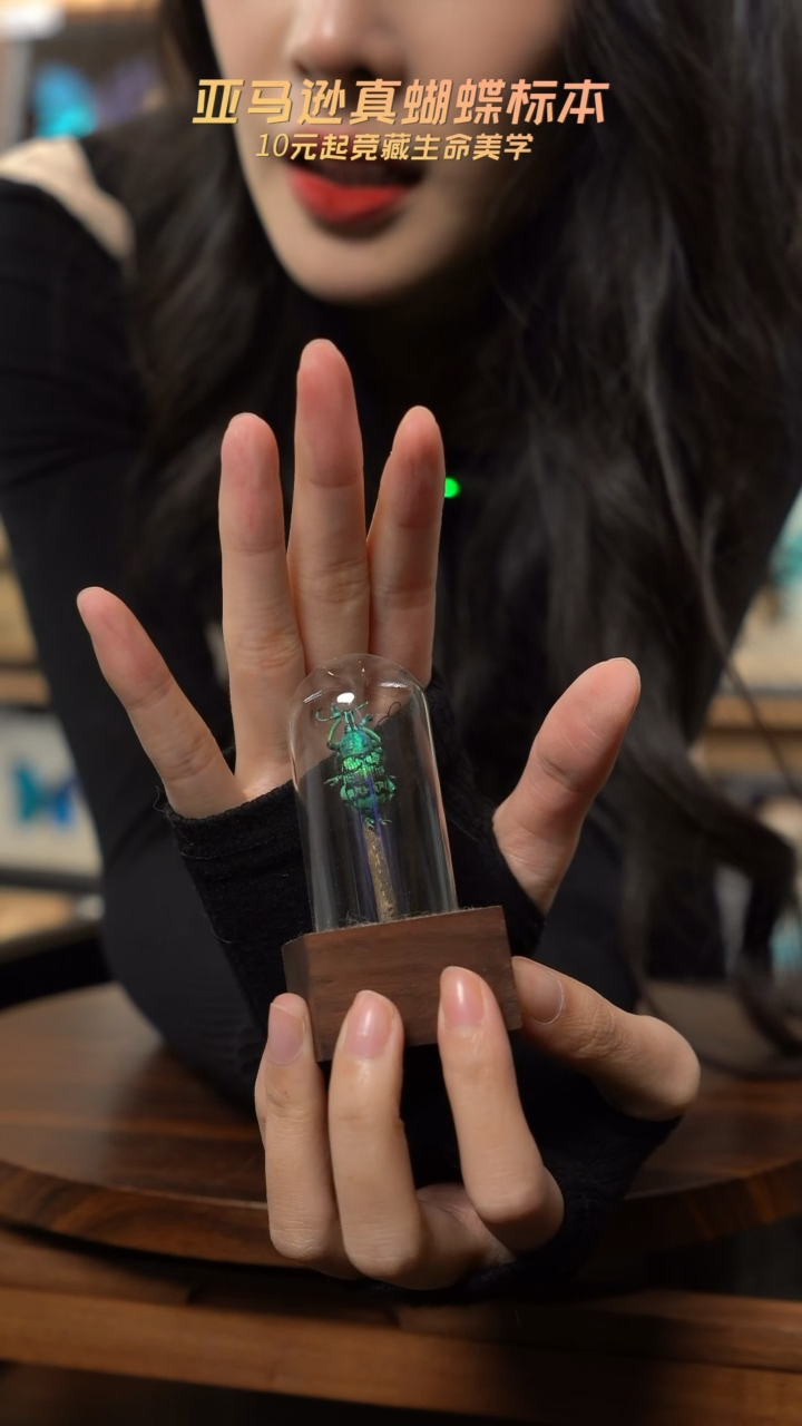 彩虹象甲胡桃木试管款