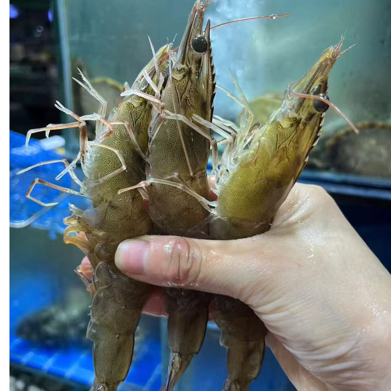 【保鲜不保活】海白虾3斤鲜活发货顺丰上门售后无忧