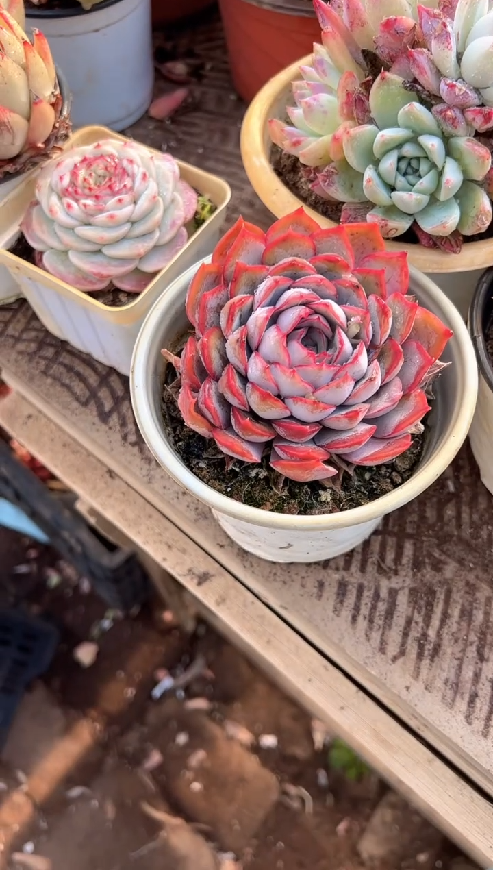 多肉植物一物一拍01338.339.340