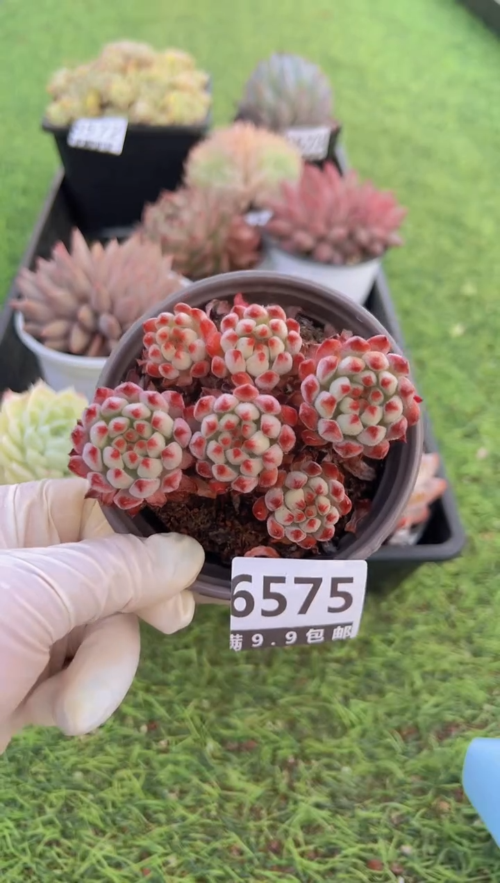 【闪购商品】信福多肉一物一拍