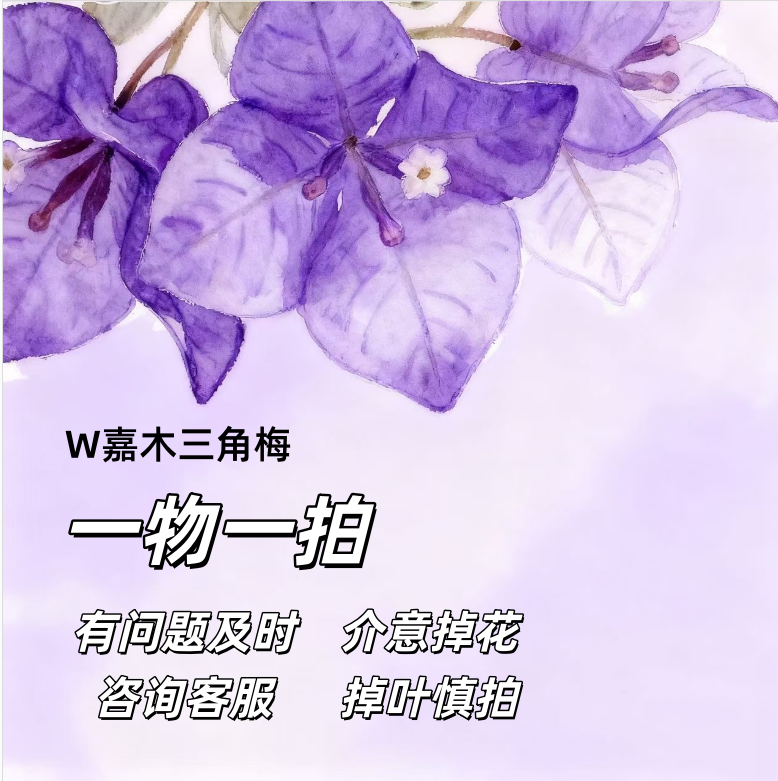 W嘉木三角梅一物一拍直播间截屏为准室内室外开花植物