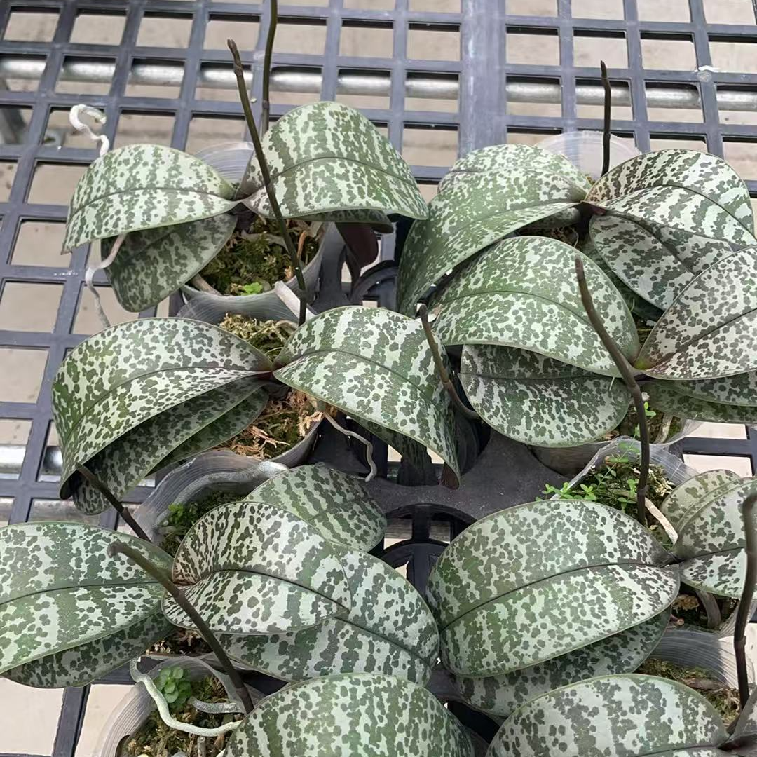 中秋特惠麦当娜(3.5)轻微叶瑕