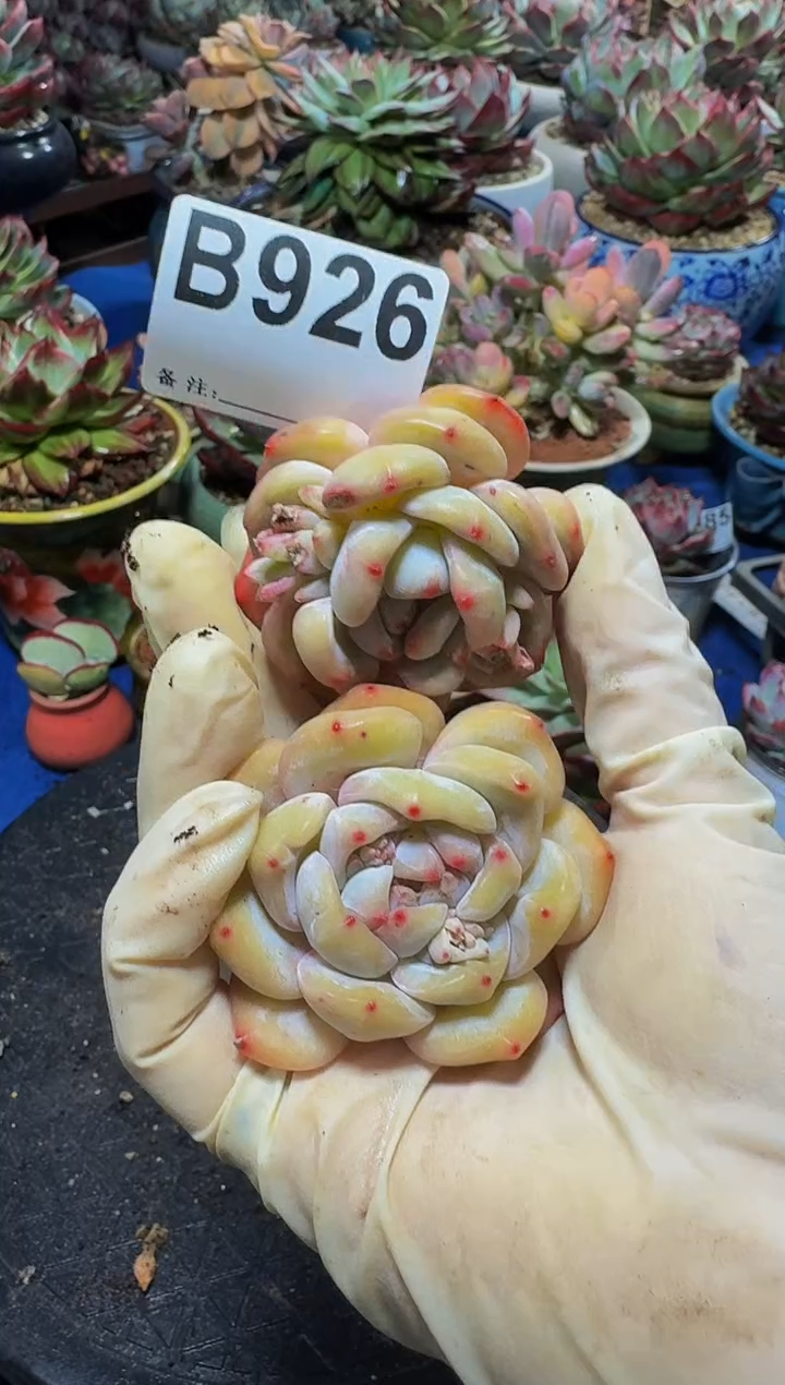 B925两颗星影橙-----（无根）