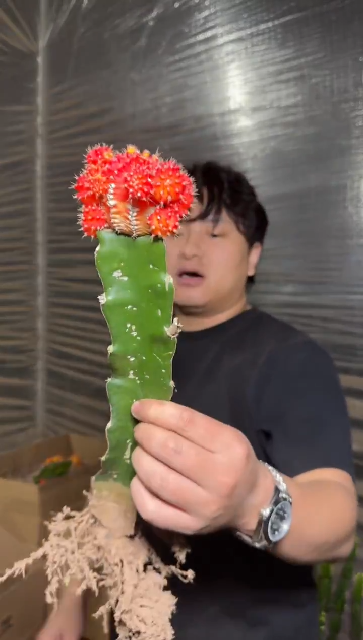 4颗 红牡丹 自然锦【嫁接】