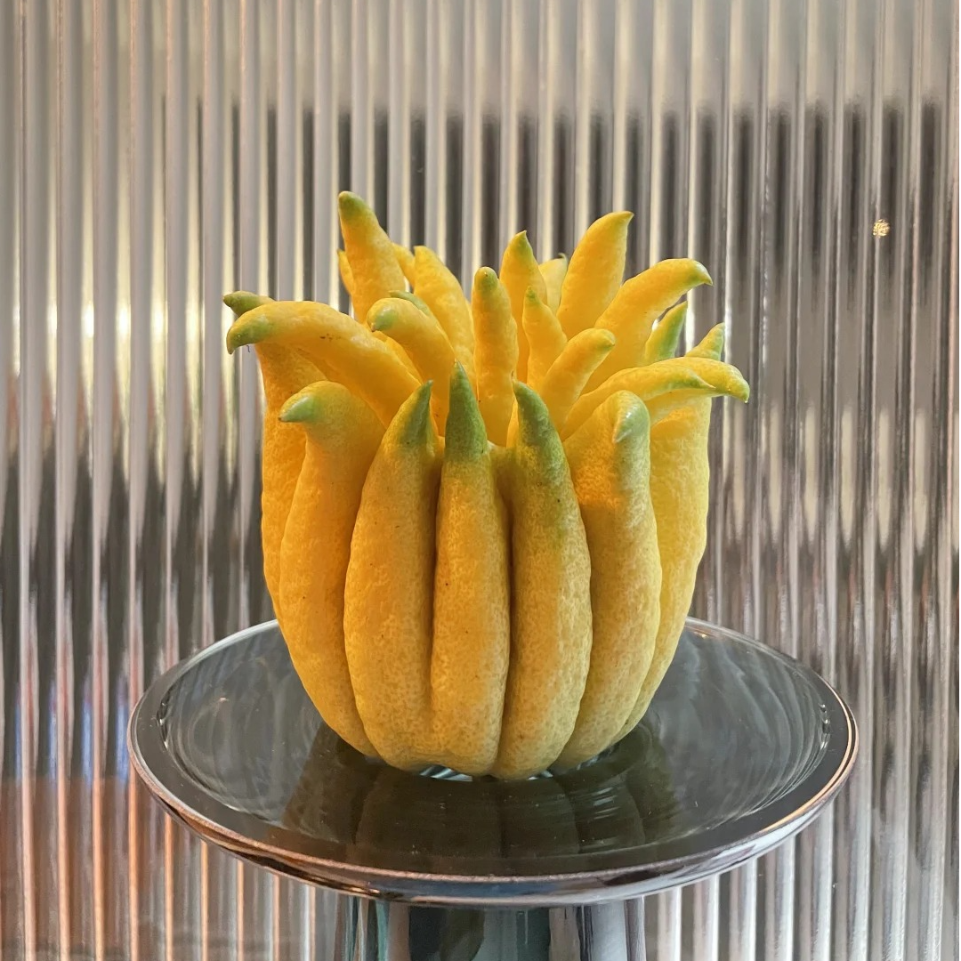 云南绿植佛手柑果精选供闻香食用绿超大果新鲜佛手高品质果观赏清