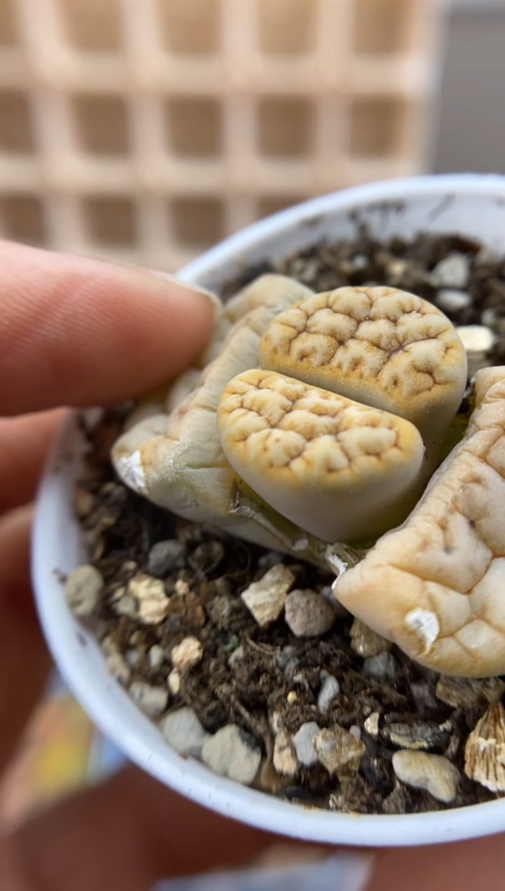 【闪购商品】8323直播一物一拍