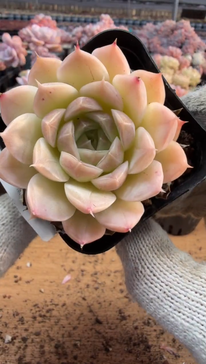 东云多肉园三店-226