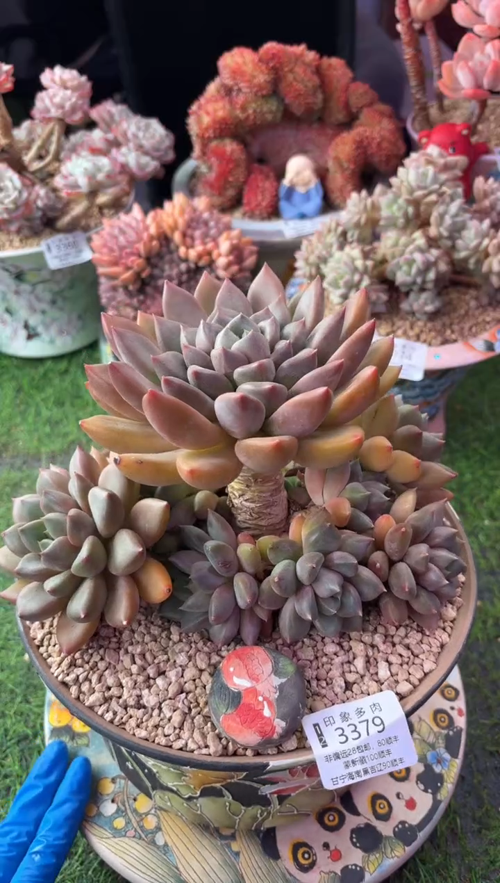 昆明印象多肉3379