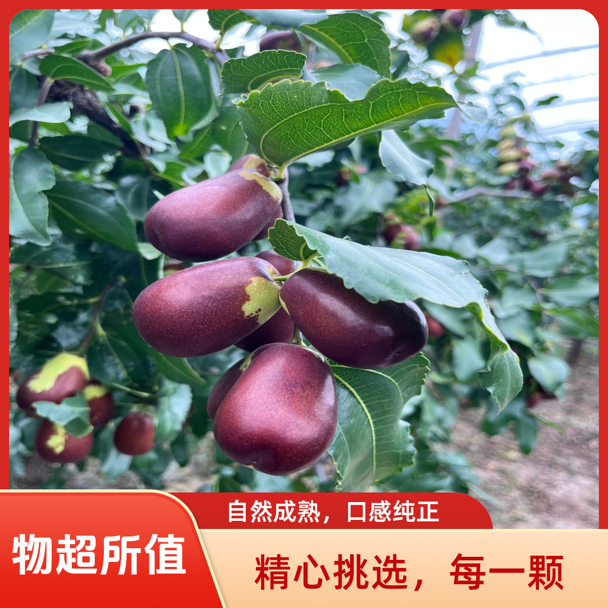 山西特产太谷壶瓶枣 皮薄肉厚 应季水果产地直发新鲜大枣山西省